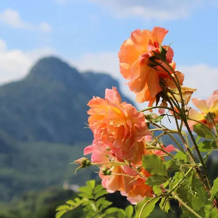 아파트 Alpenrose 바트라이셴할